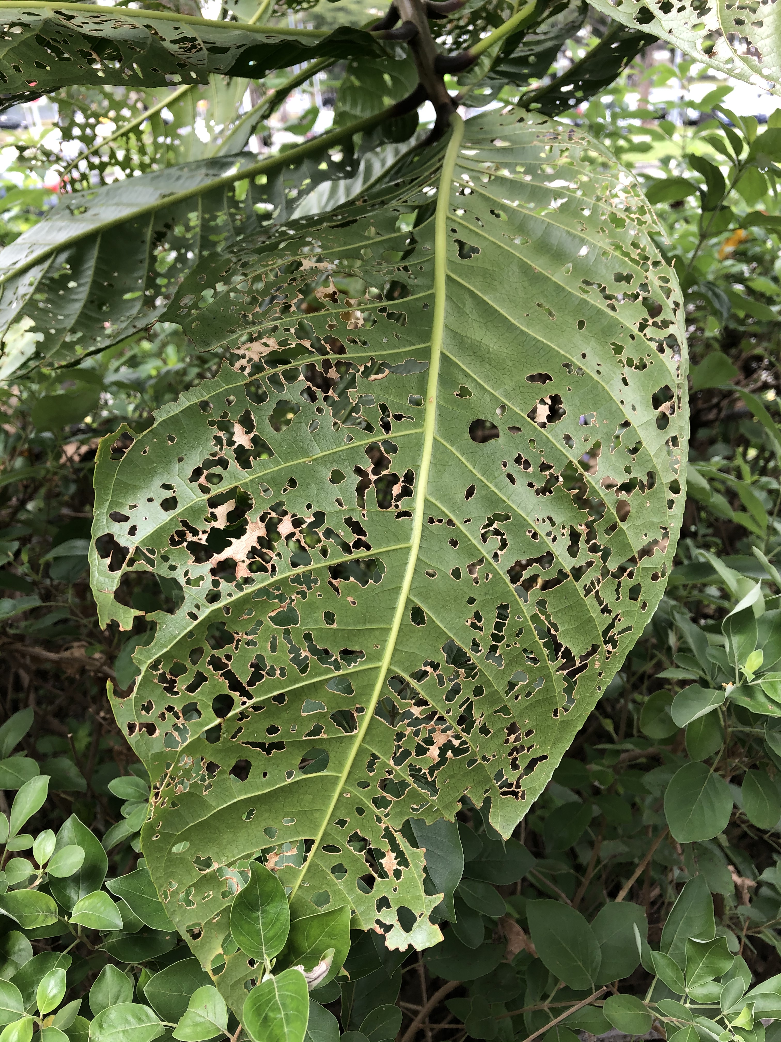 Smukt blad delvist spist af larver